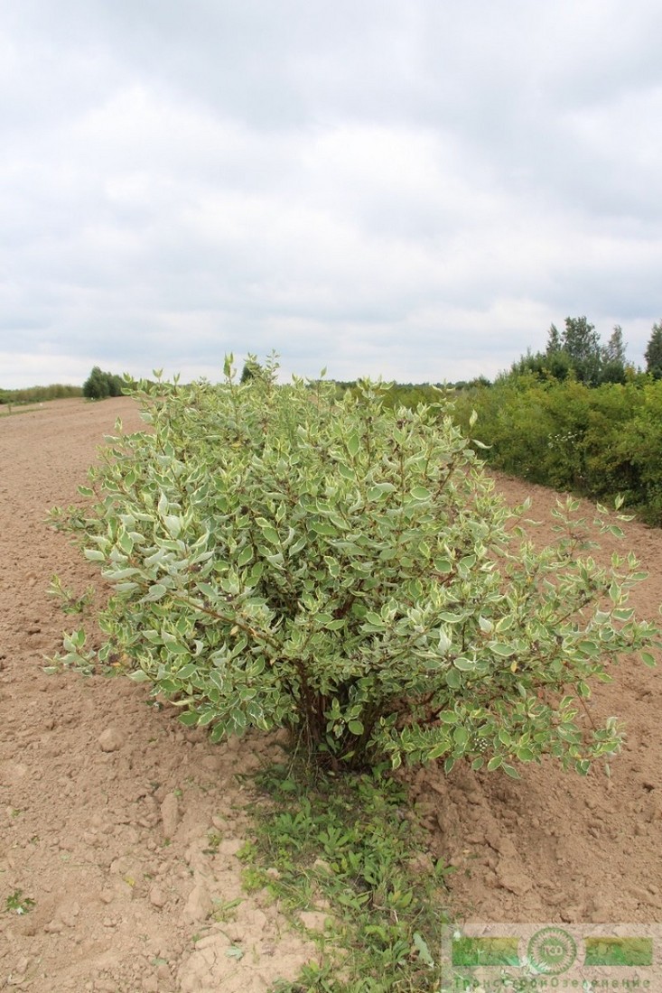 фото Дерен белый «Элегантиссима» (Cornus alba «Elegantissima»)