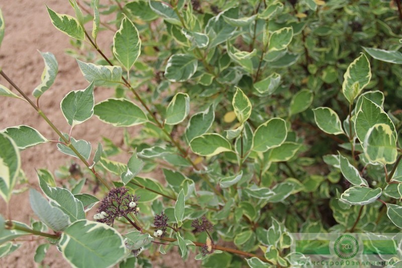 фото Дерен белый «Элегантиссима» (Cornus alba «Elegantissima»)