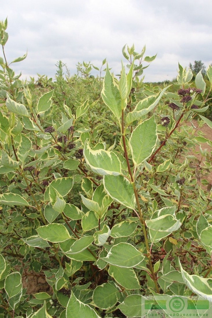фото Дерен белый «Элегантиссима» (Cornus alba «Elegantissima»)