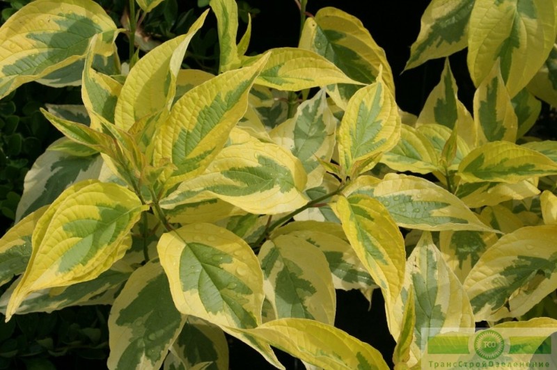 фото Дерен белый «Шпети»