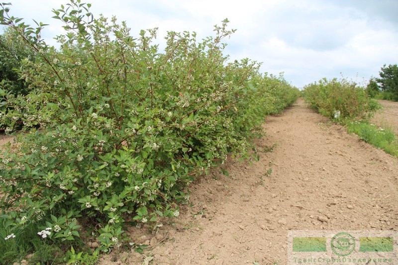 фото Дерен белый 