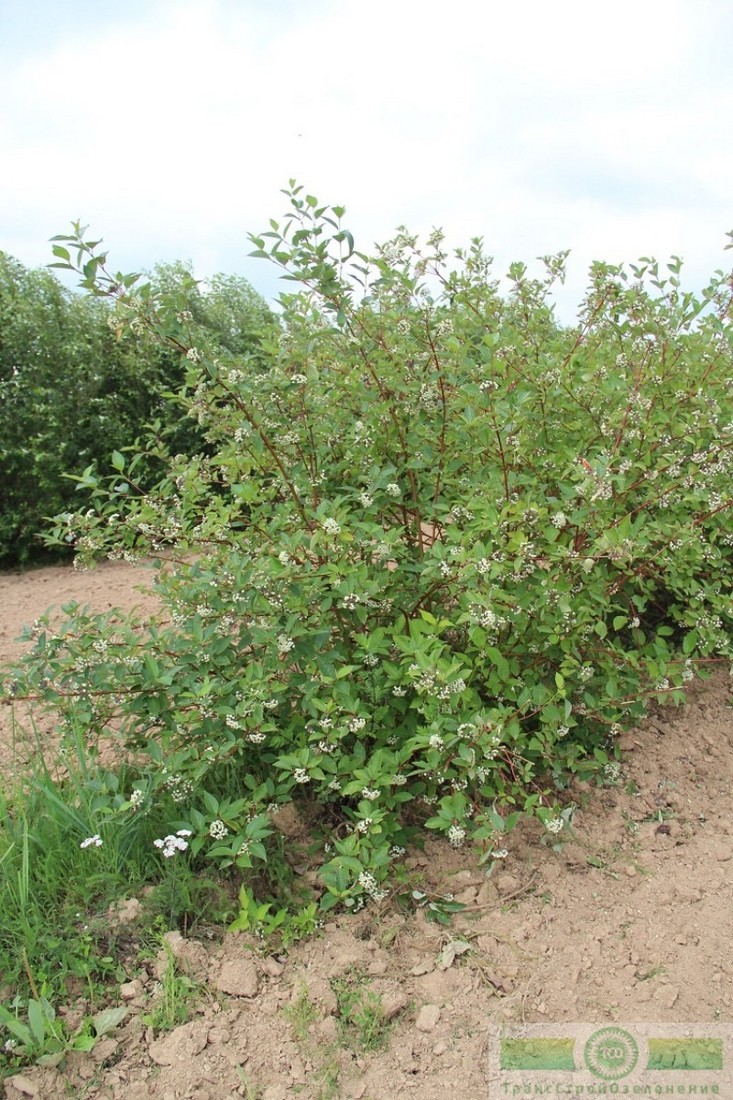 фото Дерен белый 
