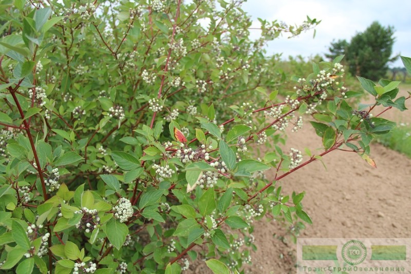 фото Дерен белый 