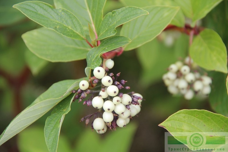 фото Дерен белый 