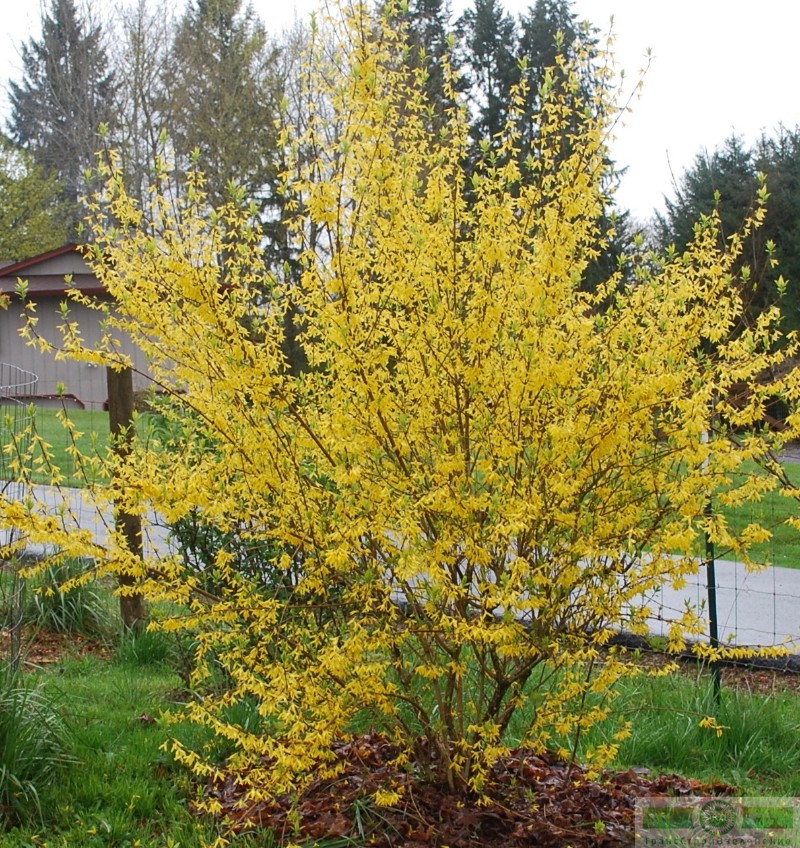 фото Форзиция промежуточная (Forsythia x intermedia)