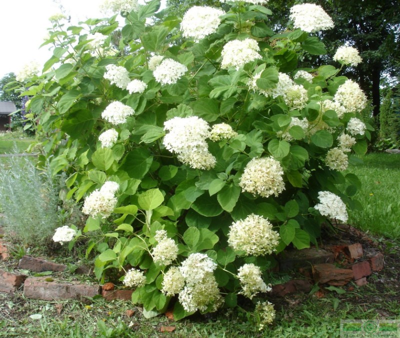 фото Гортензия древовидная «Аннабель» (Hydrangea arborescens «Annabelle»)