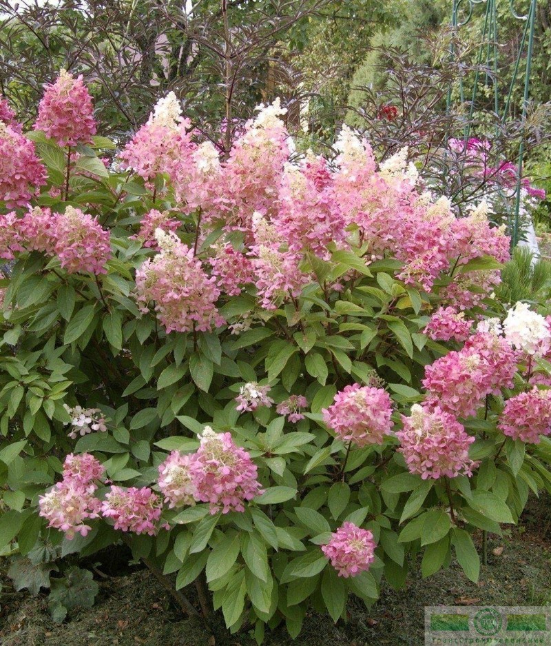 фото Гортензия метельчатая «Пинки Винки» (Hydrangea paniculata «Pinky Winky»)