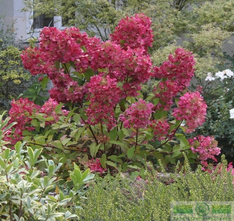 фото Гортензия метельчатая «Вим'с Ред» (Hydrangea paniculata «Wim's Red»)