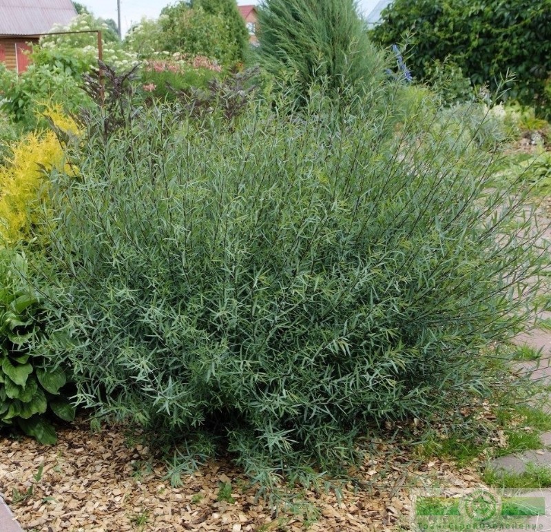 фото Ива пурпурная «Нана» (Salix purpurea «Nana»)