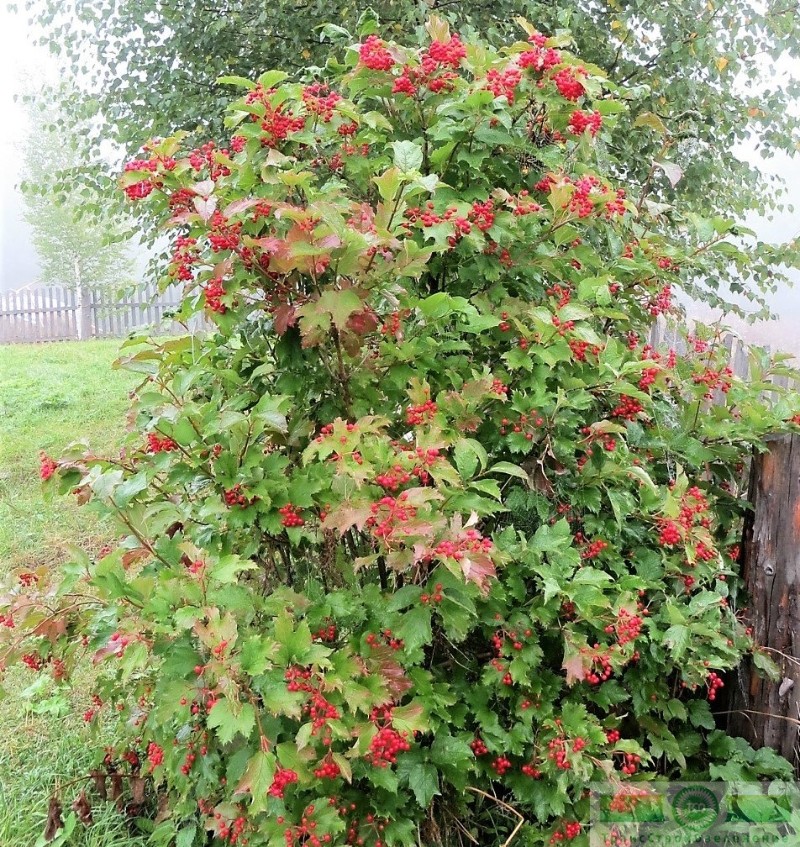 фото Калина красная/обыкновенная (Viburnum opulus)