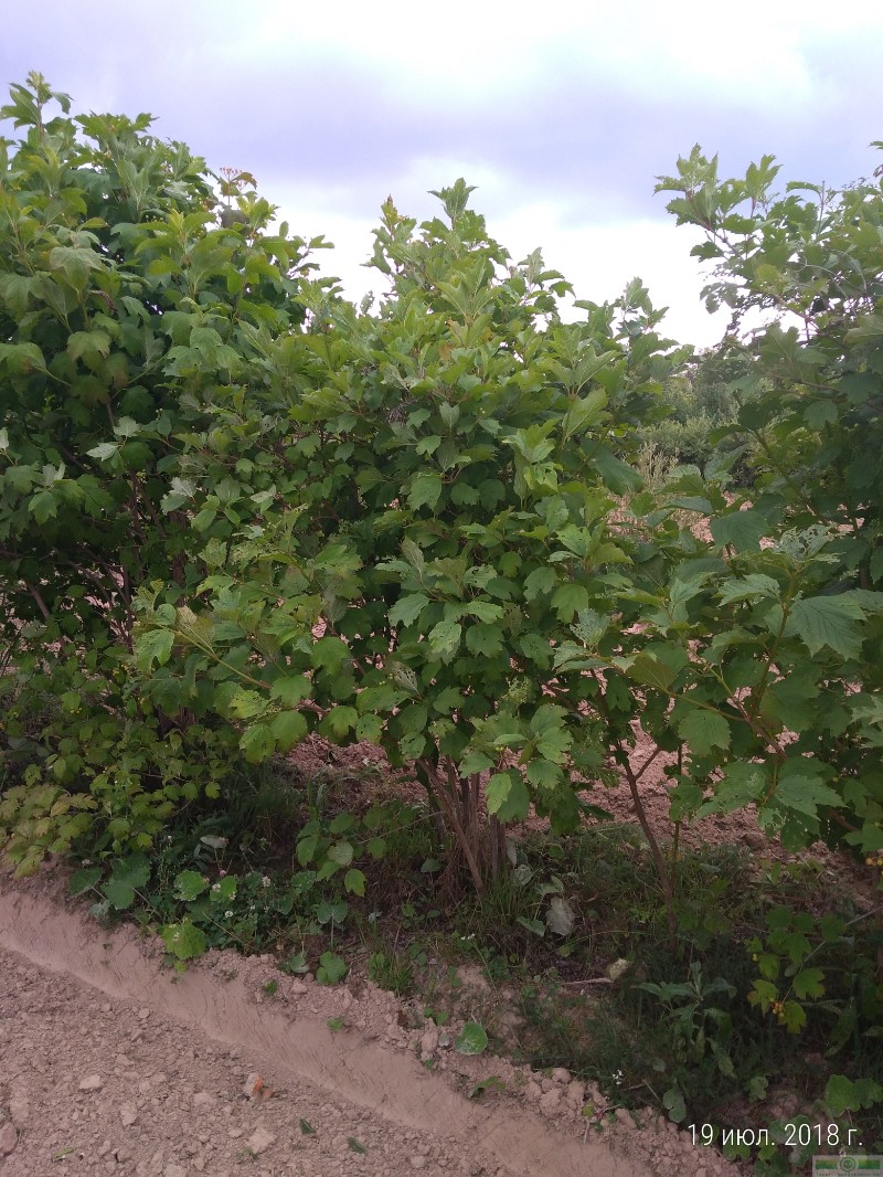фото Калина красная/обыкновенная (Viburnum opulus)