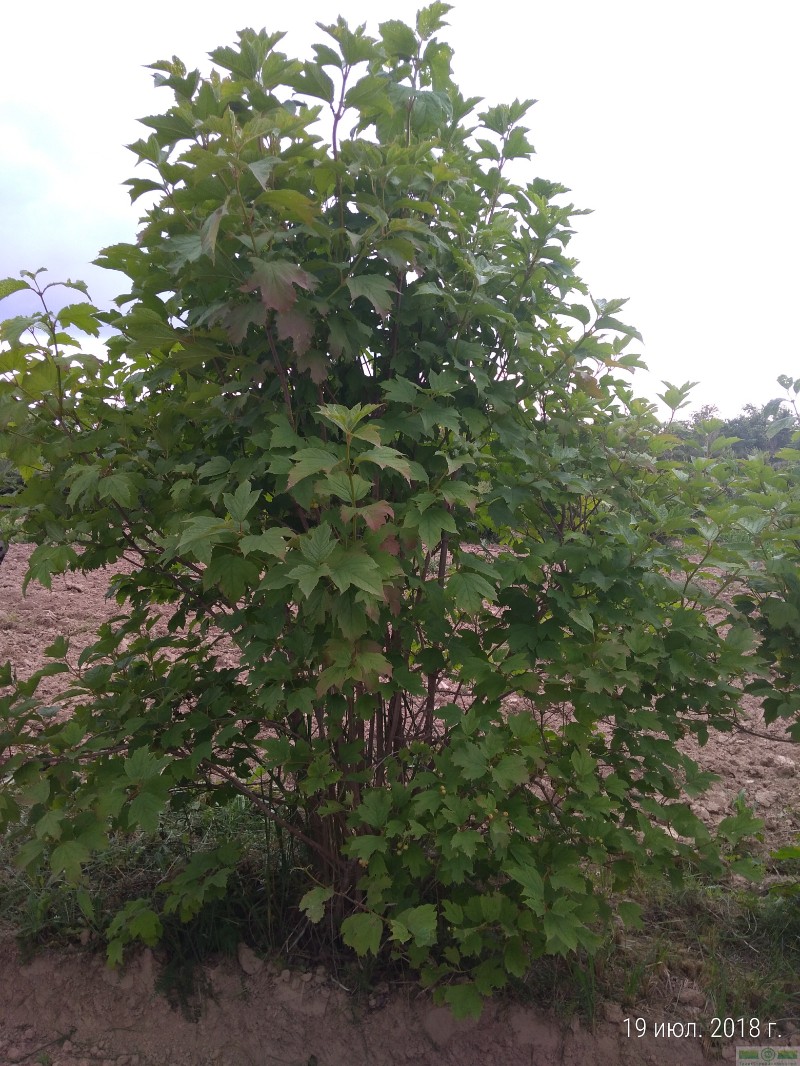 фото Калина красная/обыкновенная (Viburnum opulus)