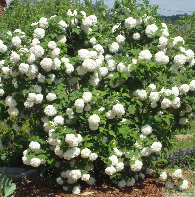 фото Калина красная/обыкновенная «Буль-де-Неж» (Viburnum opulus «Roseum»)