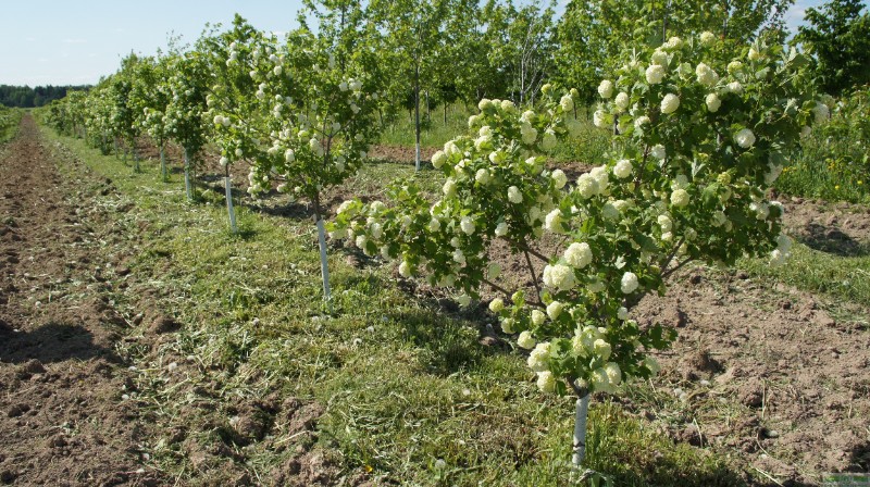 фото Калина красная/обыкновенная «Буль-де-Неж» (Viburnum opulus «Roseum»)