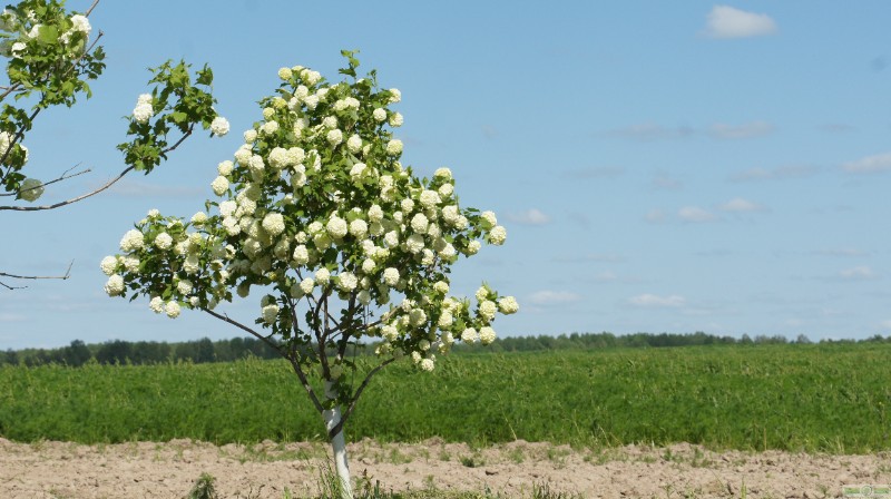 фото Калина красная/обыкновенная «Буль-де-Неж» (Viburnum opulus «Roseum»)