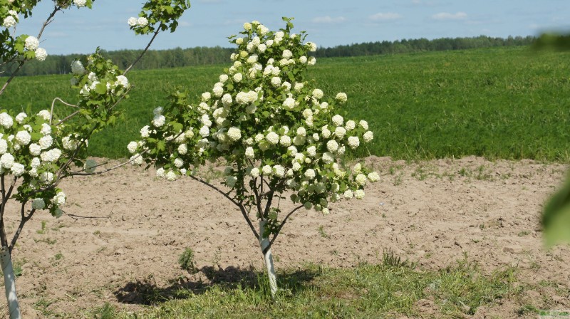 фото Калина красная/обыкновенная «Буль-де-Неж» (Viburnum opulus «Roseum»)