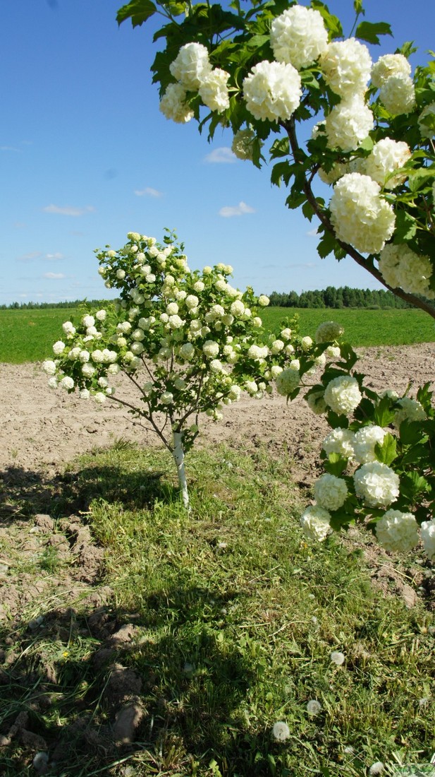 фото Калина красная/обыкновенная «Буль-де-Неж» (Viburnum opulus «Roseum»)
