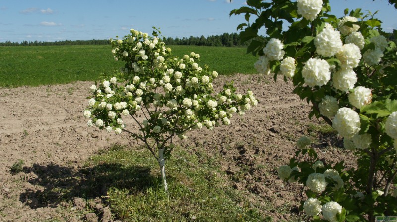 фото Калина красная/обыкновенная «Буль-де-Неж» (Viburnum opulus «Roseum»)