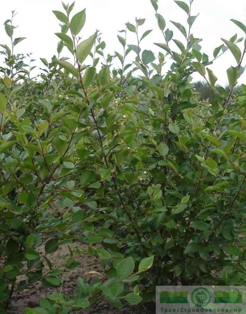 фото Кизильник блестящий (Cotoneaster lucidus)