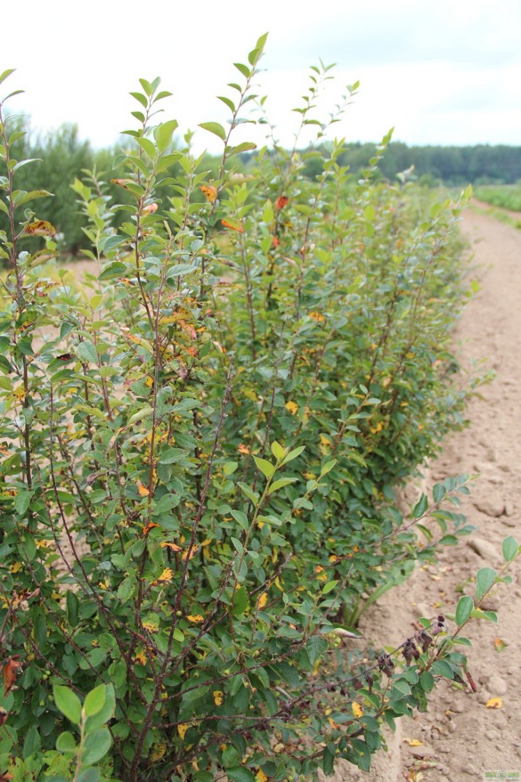фото Кизильник блестящий (Cotoneaster lucidus)