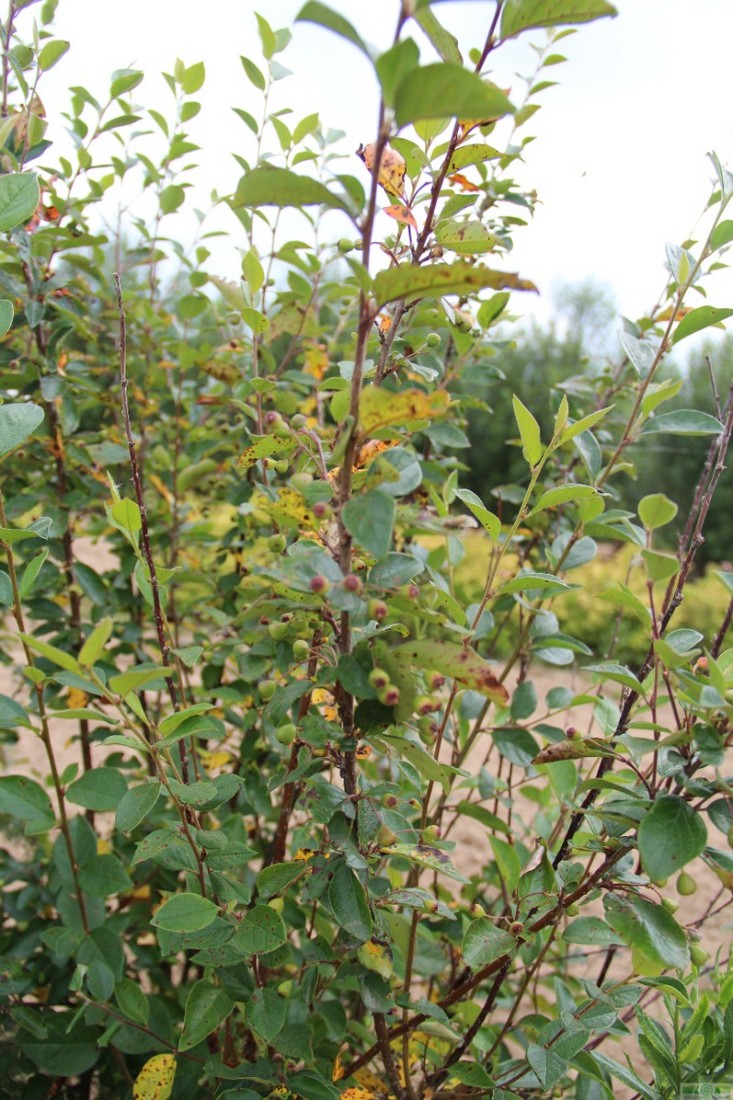 фото Кизильник блестящий (Cotoneaster lucidus)