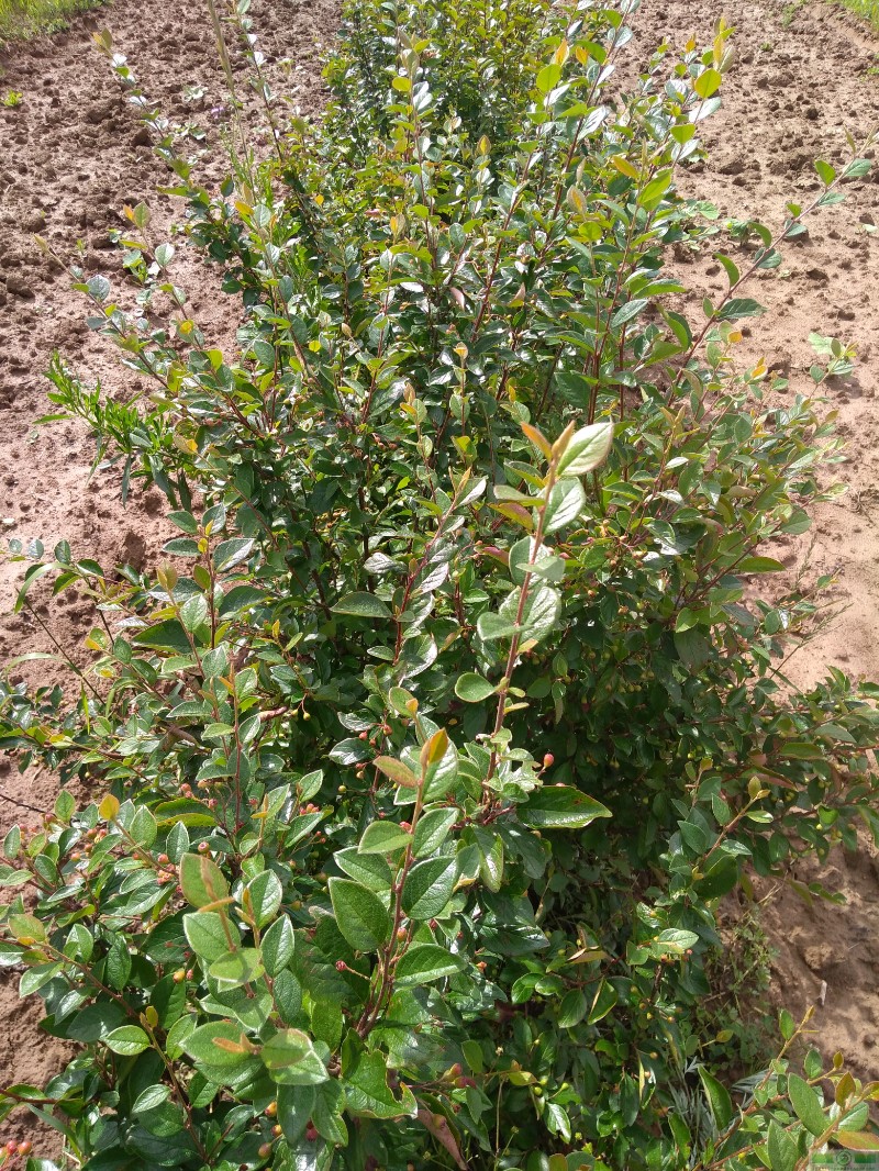 фото Кизильник блестящий (Cotoneaster lucidus)