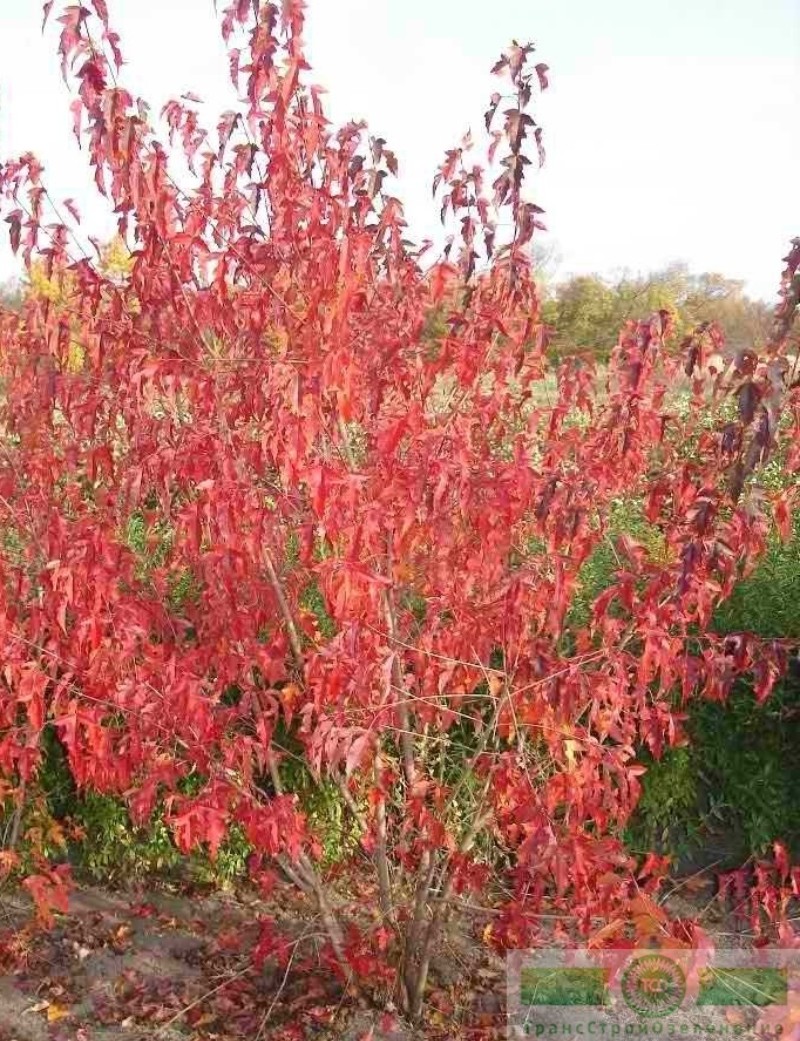 фото Клен Гиннала (Acer ginnala)