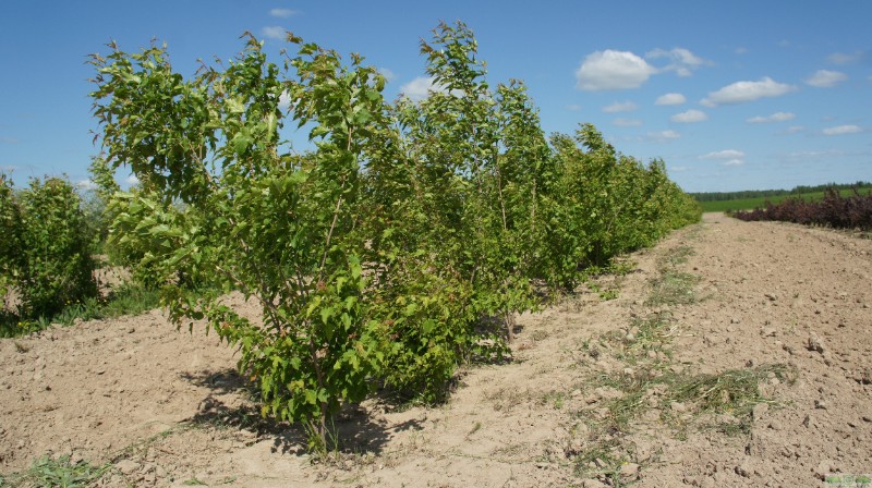 фото Клен Гиннала (Acer ginnala)