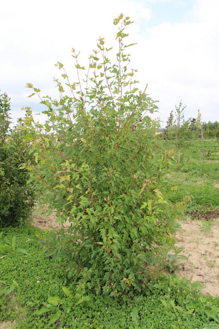 фото Клен Гиннала (Acer ginnala)