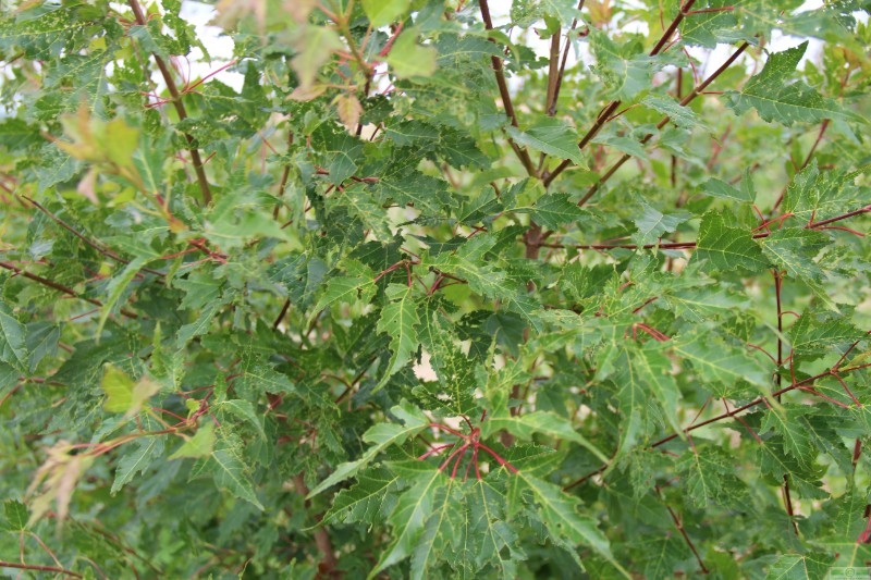 фото Клен Гиннала (Acer ginnala)