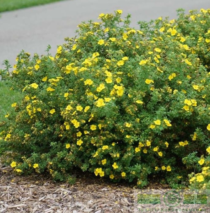 фото Лапчатка кустарниковая «Голдфингер» (Potentilla fruticosa «Goldfinger»)
