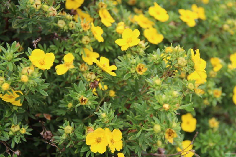 фото Лапчатка кустарниковая «Голдфингер» (Potentilla fruticosa «Goldfinger»)