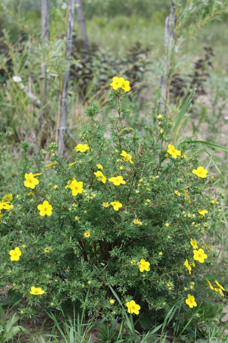фото Лапчатка кустарниковая «Голдфингер» (Potentilla fruticosa «Goldfinger»)