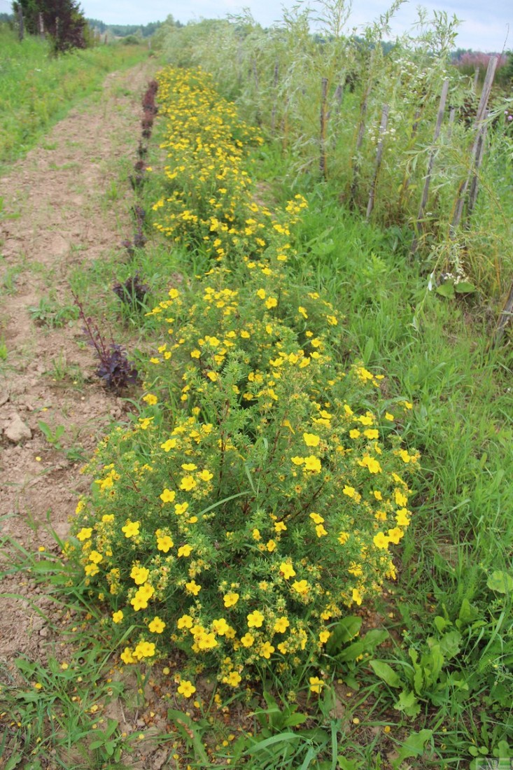 фото Лапчатка кустарниковая «Голдфингер» (Potentilla fruticosa «Goldfinger»)