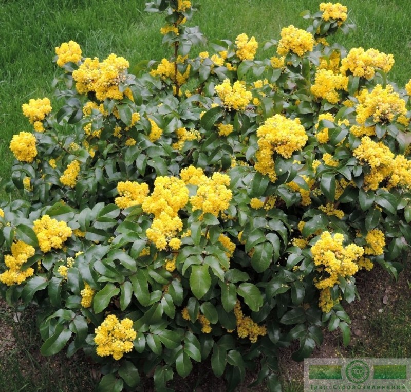 фото Магония падуболистная (Mahonia aquifolium)