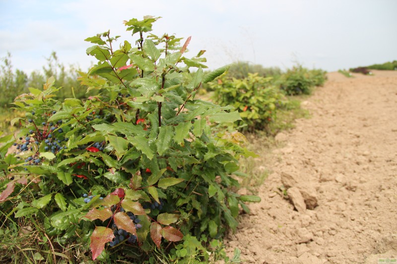 фото Магония падуболистная (Mahonia aquifolium)