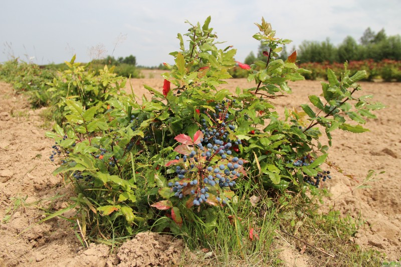 фото Магония падуболистная (Mahonia aquifolium)