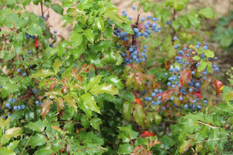 фото Магония падуболистная (Mahonia aquifolium)