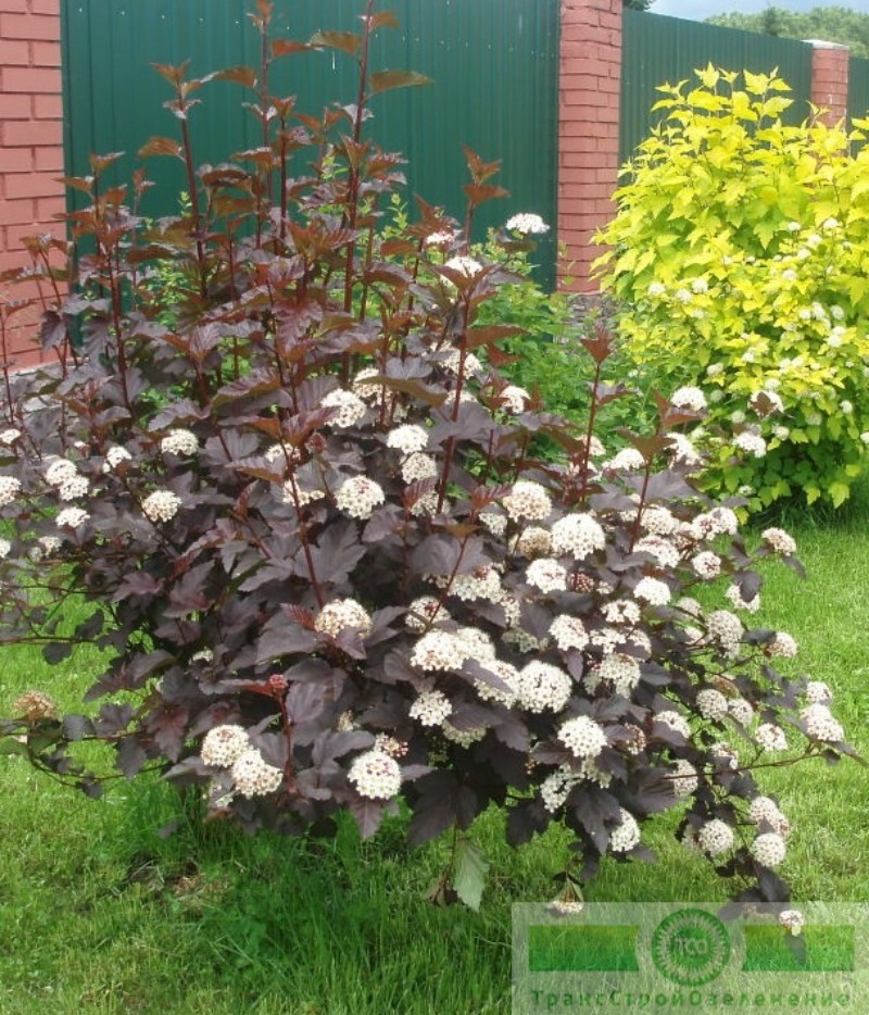 фото Пузыреплодник калинолистный «Диабло» (Physocarpus opulifolius «Diabolo»)