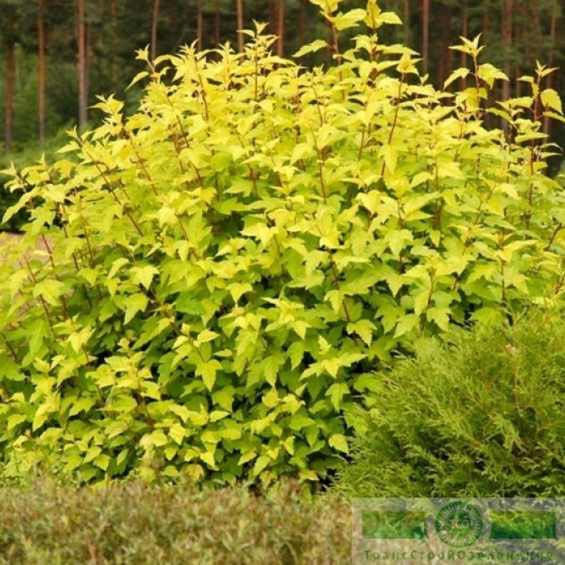 фото Пузыреплодник калинолистный «Ауреа» (Physocarpus opulifolius «Aurea»)