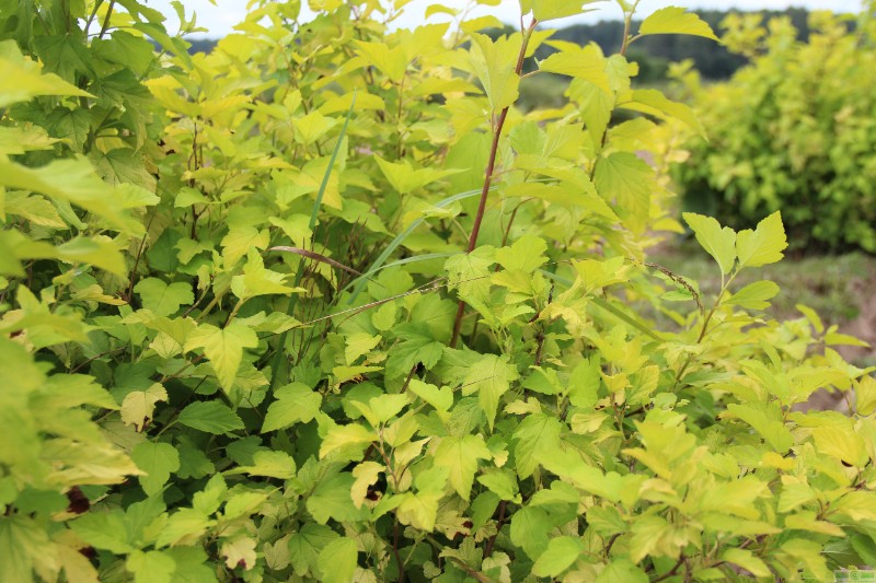 фото Пузыреплодник калинолистный «Ауреа» (Physocarpus opulifolius «Aurea»)