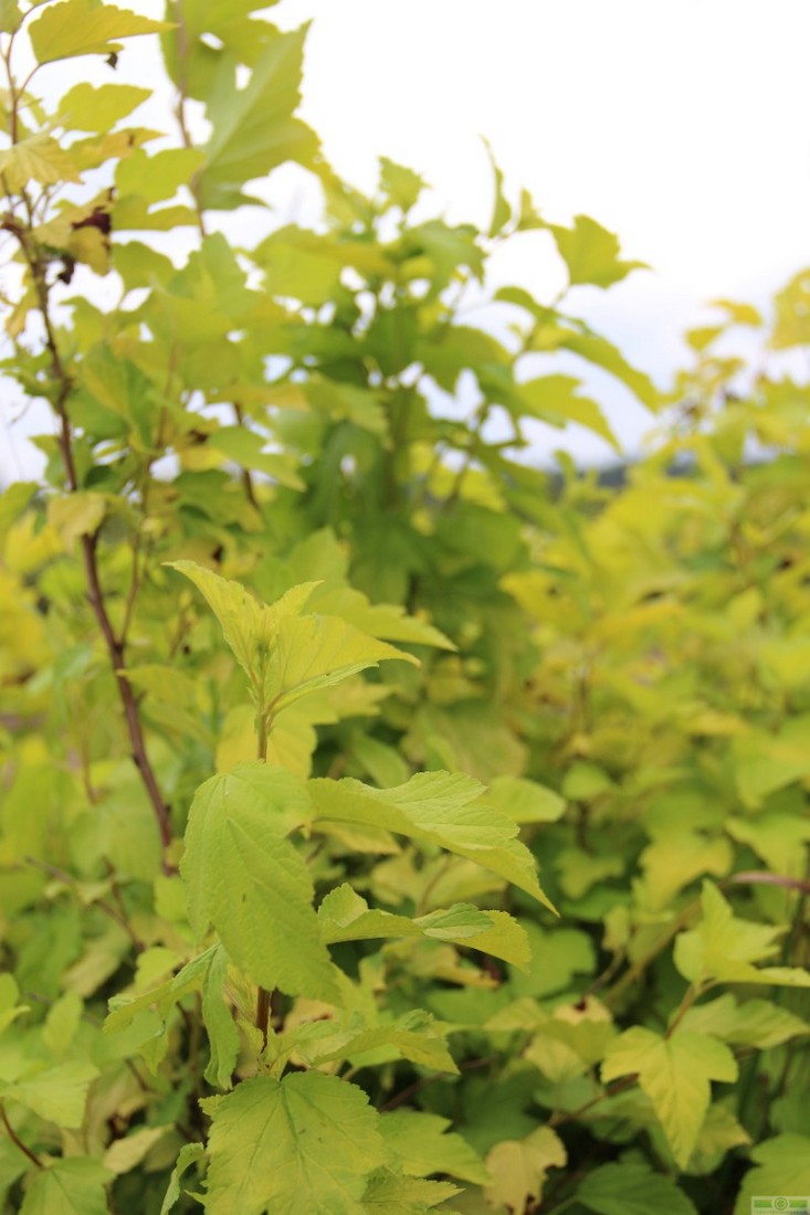 фото Пузыреплодник калинолистный «Ауреа» (Physocarpus opulifolius «Aurea»)