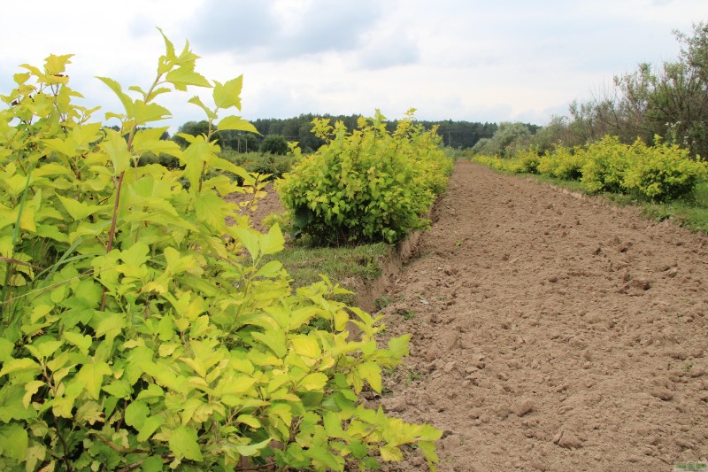 фото Пузыреплодник калинолистный «Ауреа» (Physocarpus opulifolius «Aurea»)