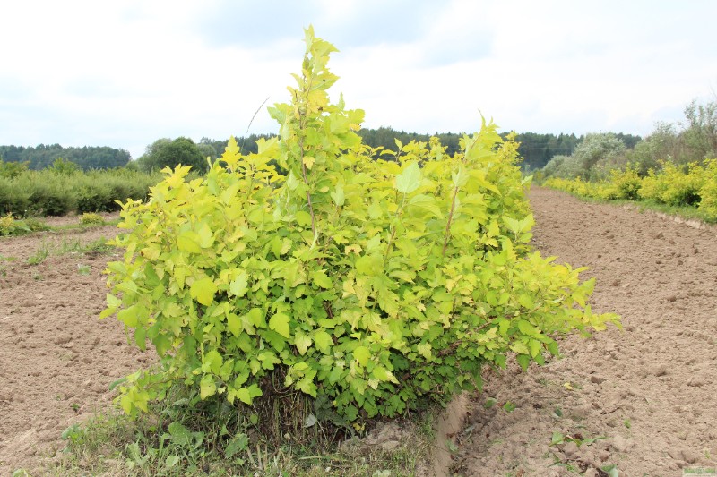 фото Пузыреплодник калинолистный «Ауреа» (Physocarpus opulifolius «Aurea»)