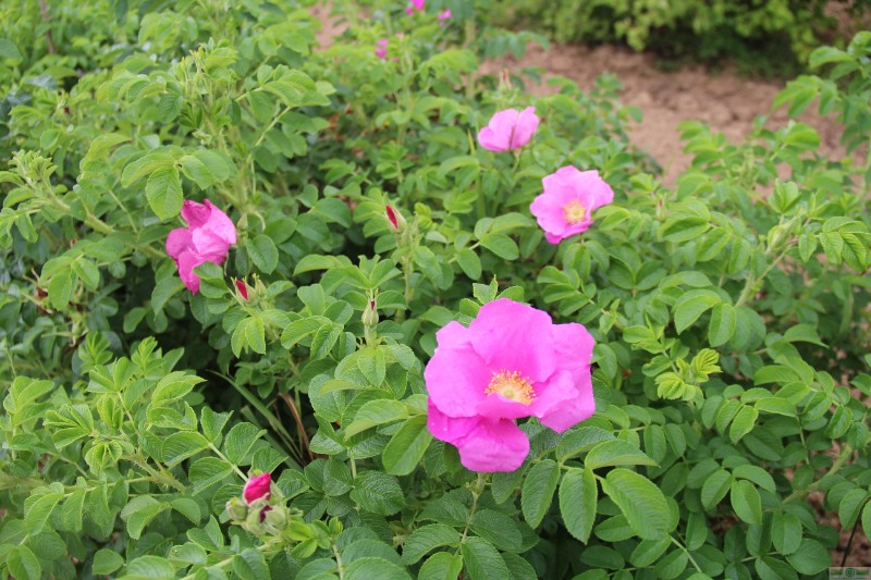 фото Шиповник морщинистый