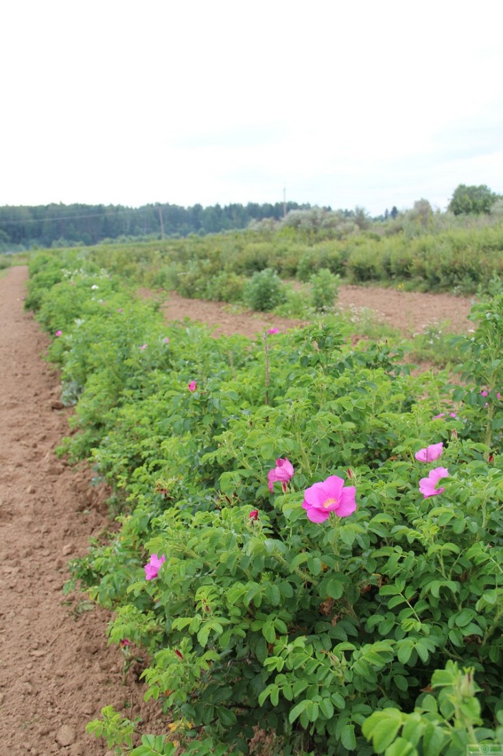 фото Шиповник морщинистый
