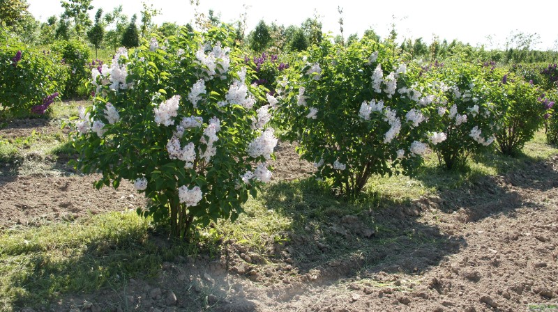 фото Сирень обыкновенная 