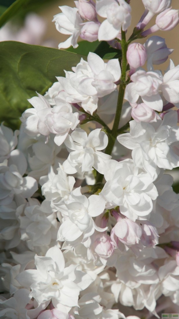 фото Сирень обыкновенная 