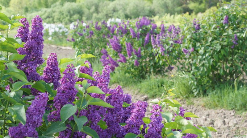 фото Сирень обыкновенная 