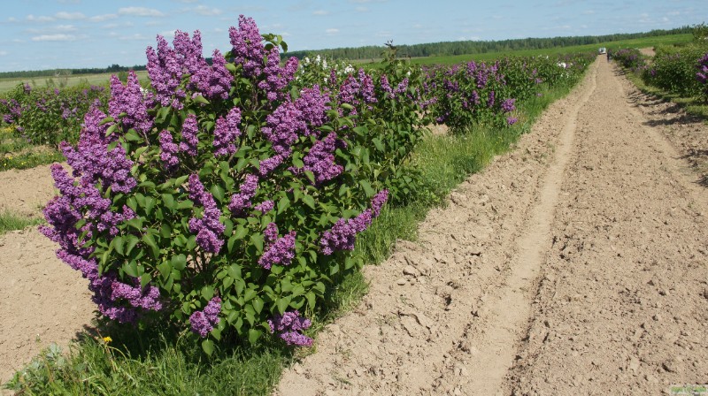 фото Сирень обыкновенная 